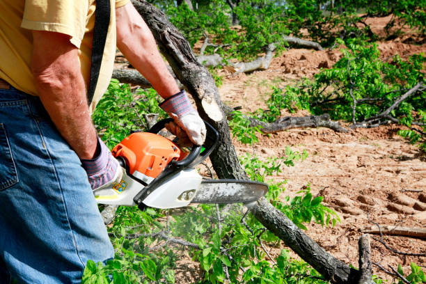 Anderson Creek, NC Tree Removal Company